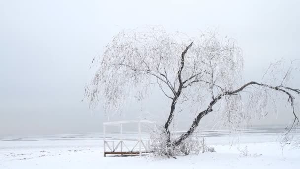 Одинокое дерево зимой — стоковое видео