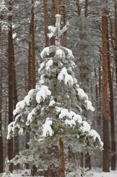 Świerk w lesie zimą — Zdjęcie stockowe