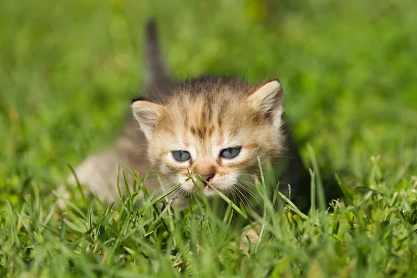 Gattino bambino a strisce — Foto Stock