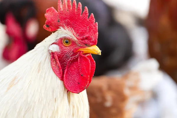 White rooster — Stock Photo, Image