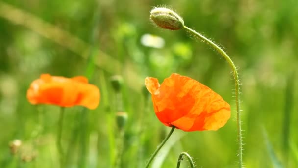 Rode papaver bloemen — Stockvideo