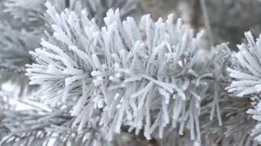 çam ağacı kışın