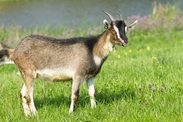 Young goat pasture — Stock Photo, Image