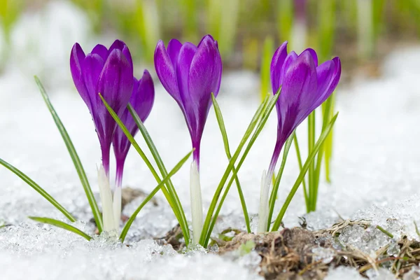 Beautiful violet crocuses — Stock Photo, Image