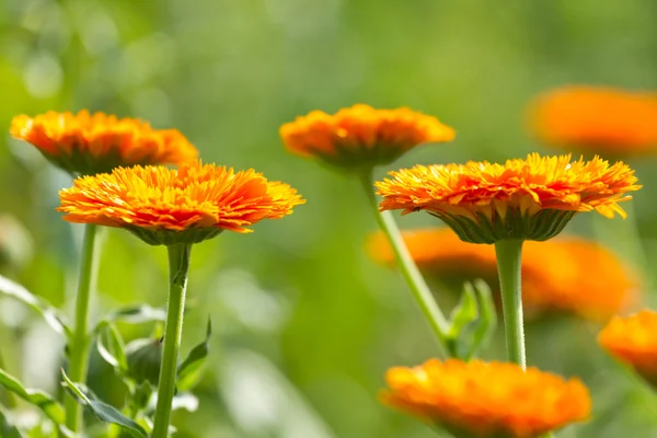 Blomma av ringblomma — Stockfoto