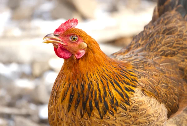 Portrait  chicken — Stock Photo, Image