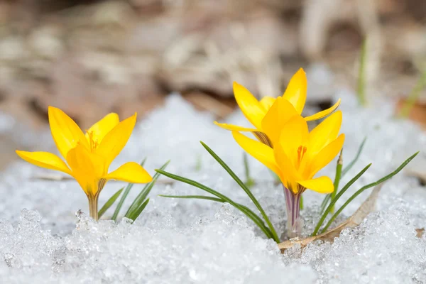 Blossom yellow crocuses — Stock Photo, Image