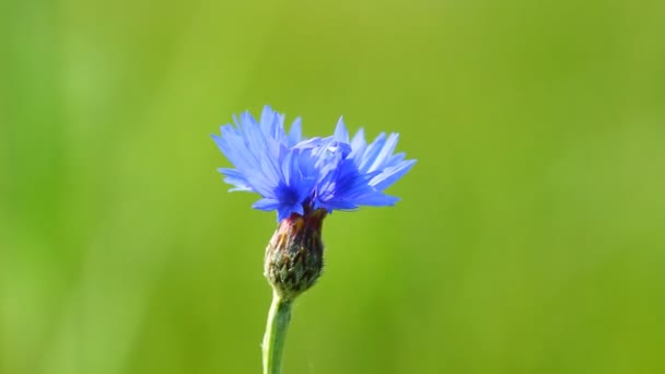 蓝色矢车菊 — 图库视频影像