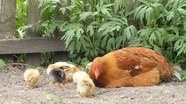 Höna och baby kycklingar — Stockvideo