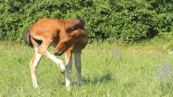 Caballo bebé pastos — Vídeo de stock