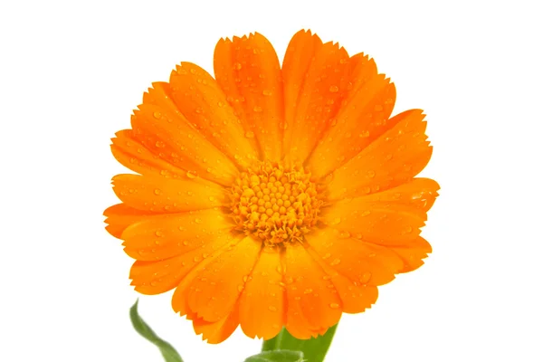 Το λουλούδι calendula πορτοκαλί — Φωτογραφία Αρχείου