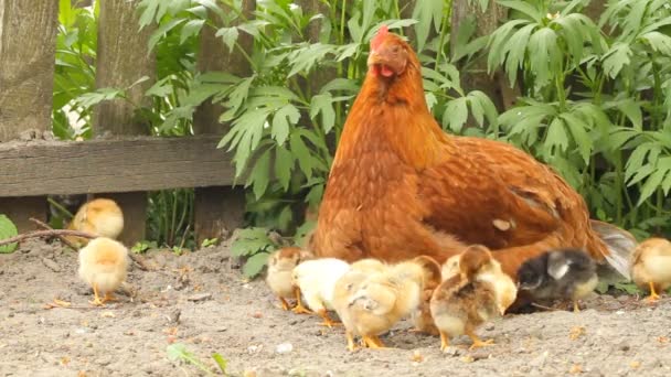 Hen and baby chickens — Stock Video