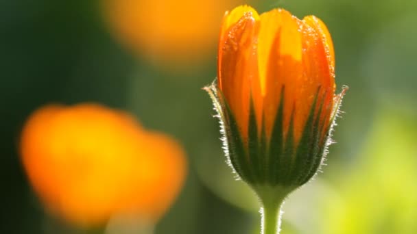 Blossom Flower of calendula — Stock Video