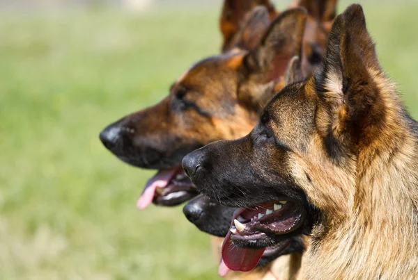 Deutsche Schäferhunde — Stockfoto