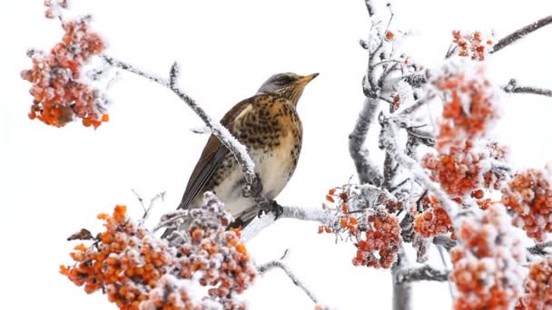 Τσίχλα τρώει rowanberry — Αρχείο Βίντεο