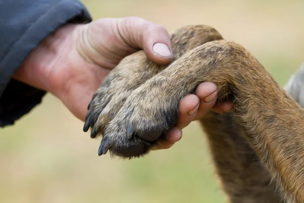 Menschenhand und Hundepfoten — Stockfoto