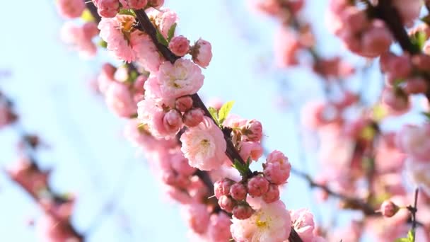 Ανθίσει ροζ sakura δέντρο με ρυθμιστικό και τραγούδι αηδόνι — Αρχείο Βίντεο