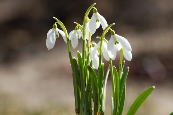 Flores de nieve blanca —  Fotos de Stock