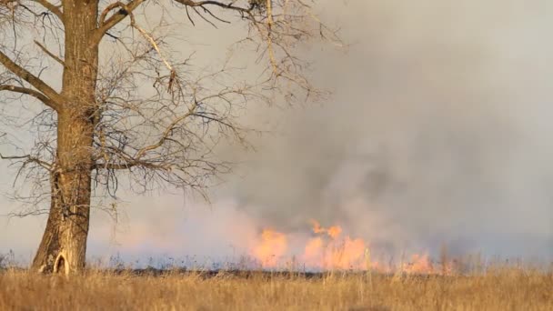 Árbol y fuego en el campo — Vídeo de stock