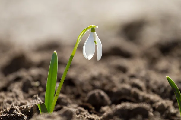 Квіти білі Пролісок — стокове фото