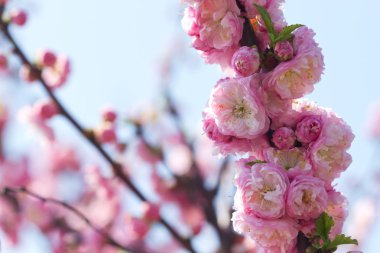 çiçeği pembe sakura 