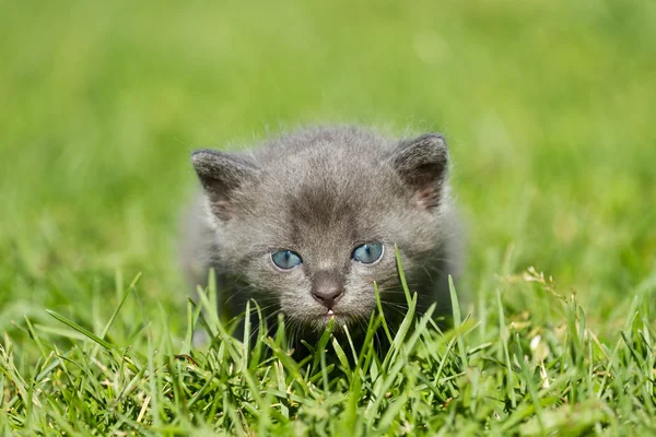 Baby kitten — Stockfoto