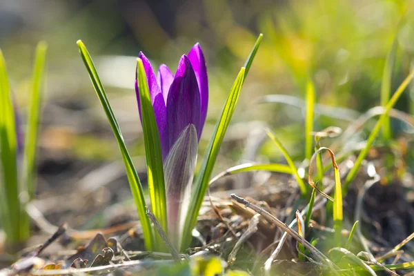 Szép tavaszi sáfrány és a sun — Stock Fotó
