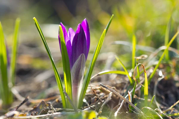 Belo crocus primavera e sol — Fotografia de Stock