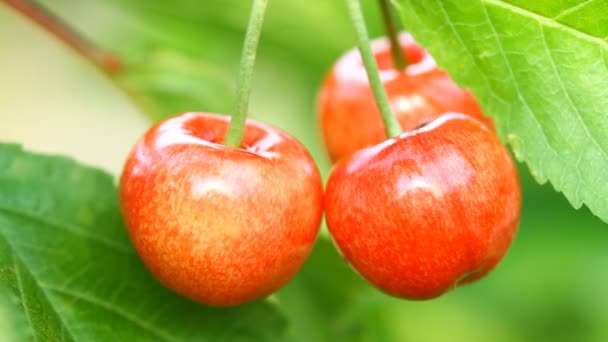 Ripe sweet cherry fruit — Stock Video