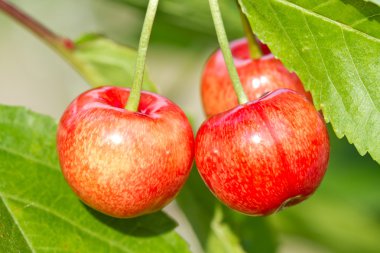 Olgun tatlı kiraz 