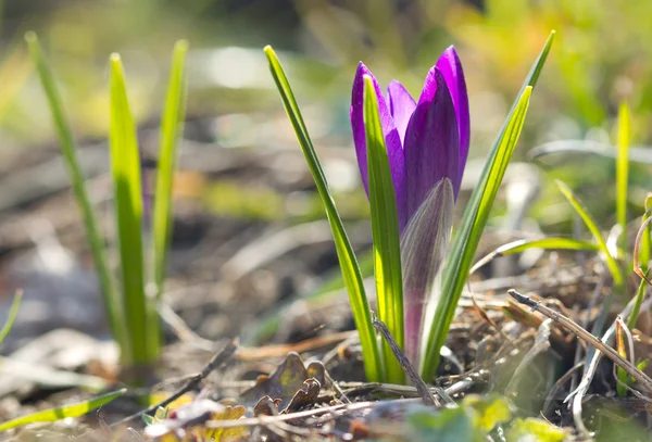 Belo croco de primavera violeta — Fotografia de Stock