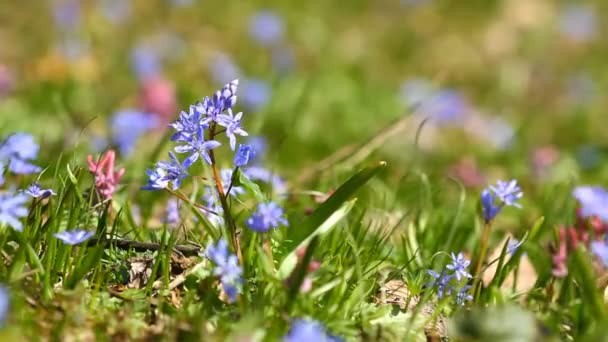 Flores de primavera Scilla bifolia sobre la hierba verde — Vídeo de stock