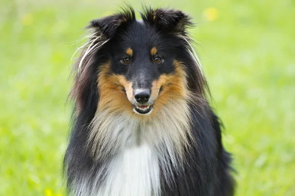 Retrato de cão sheltie — Fotografia de Stock