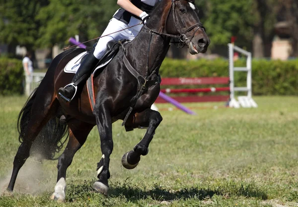 Cavalo salta um obstáculo na competição — Fotografia de Stock