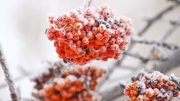 Vogelbeerfrucht im Winter — Stockvideo