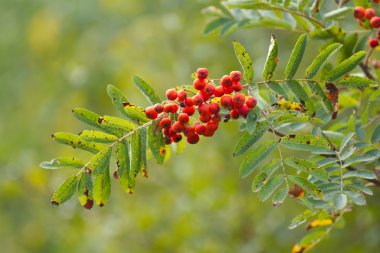 Üvez meyveleri Şubesi
