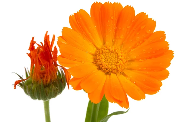 Calendula çiçek — Stok fotoğraf