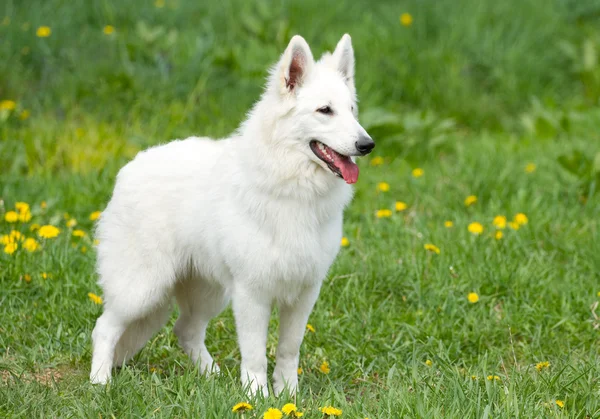 瑞士的白色牧羊犬 — 图库照片