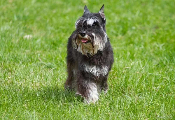 Hond van Zwergschnauzer — Stockfoto