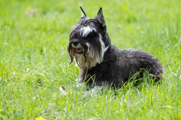 Zwergschnauzer の犬 — ストック写真