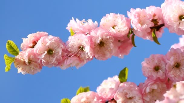 Kvetoucí Sakura