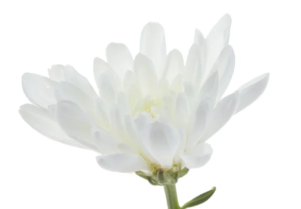 White chrysanthemum isolated — Stock Photo, Image