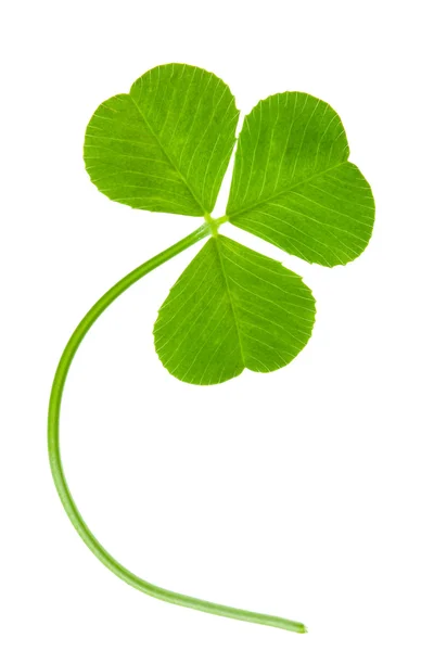 Clover leaf isolated — Stock Photo, Image