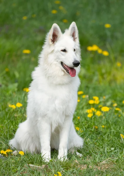 Suíço cão pastor branco — Fotografia de Stock