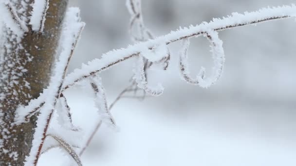 Weidenbaum im Winter — Stockvideo