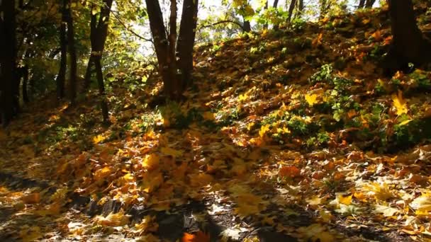 Esdoornblad in de herfst — Stockvideo