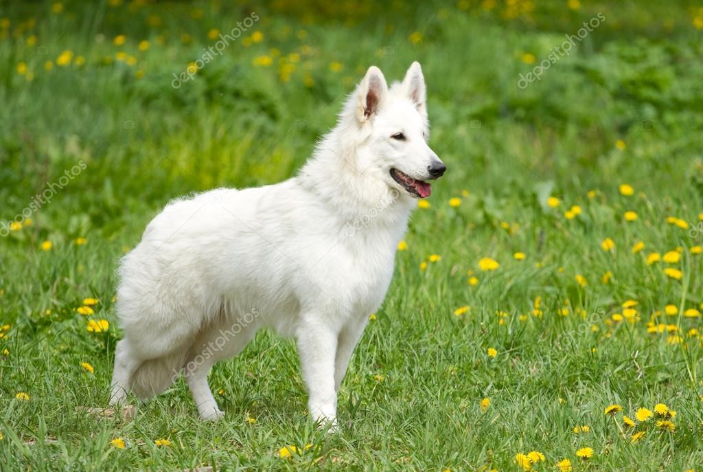 Swiss German Shepherd Puppy | escapeauthority.com