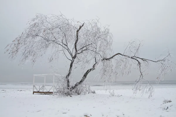 Willow tree täckt med istappar — Stockfoto