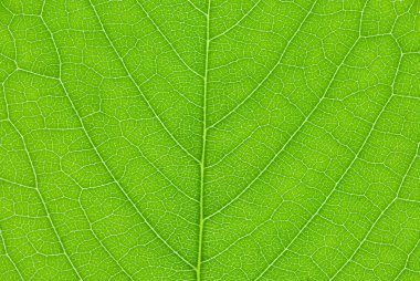 Vişneli yaprak arka plan