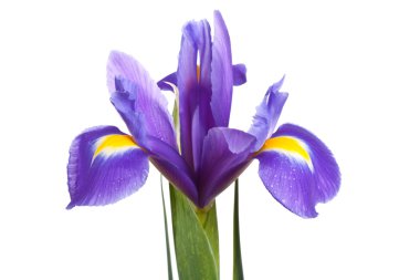 Damla ile sarı Iris